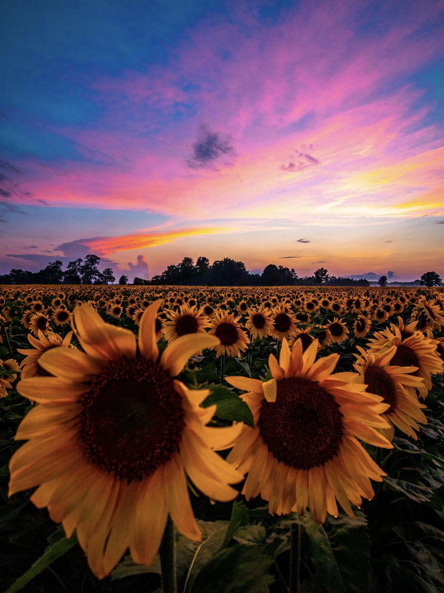 Sunflower sunset. 🌻✨