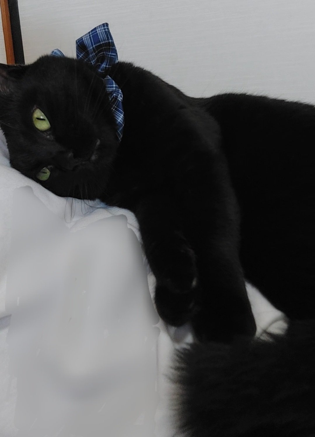 庭先の黒猫 VIVIORA 猫 黒猫 オブジェ ネコ ガーデンオーナメント ラティス
