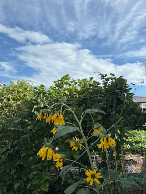 今日も暑いよ、きんようびっ☀️
おはコテです🤗

最近は猛暑or豪雨っていう気がしてるんですが…😇
そんな中、明日から9⃣連休😳🌻
明日は朝からハッピーセットを買いに行く予定です🍔
#理由はお察しの通り
ということで華金の本日もよろしくお願いします🙌

#企業公式が朝の挨拶を言い合う