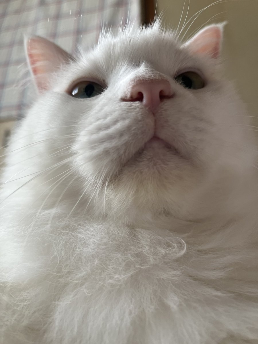 世界中の猫が安全で幸せに暮らせますように😺💞

#世界猫の日