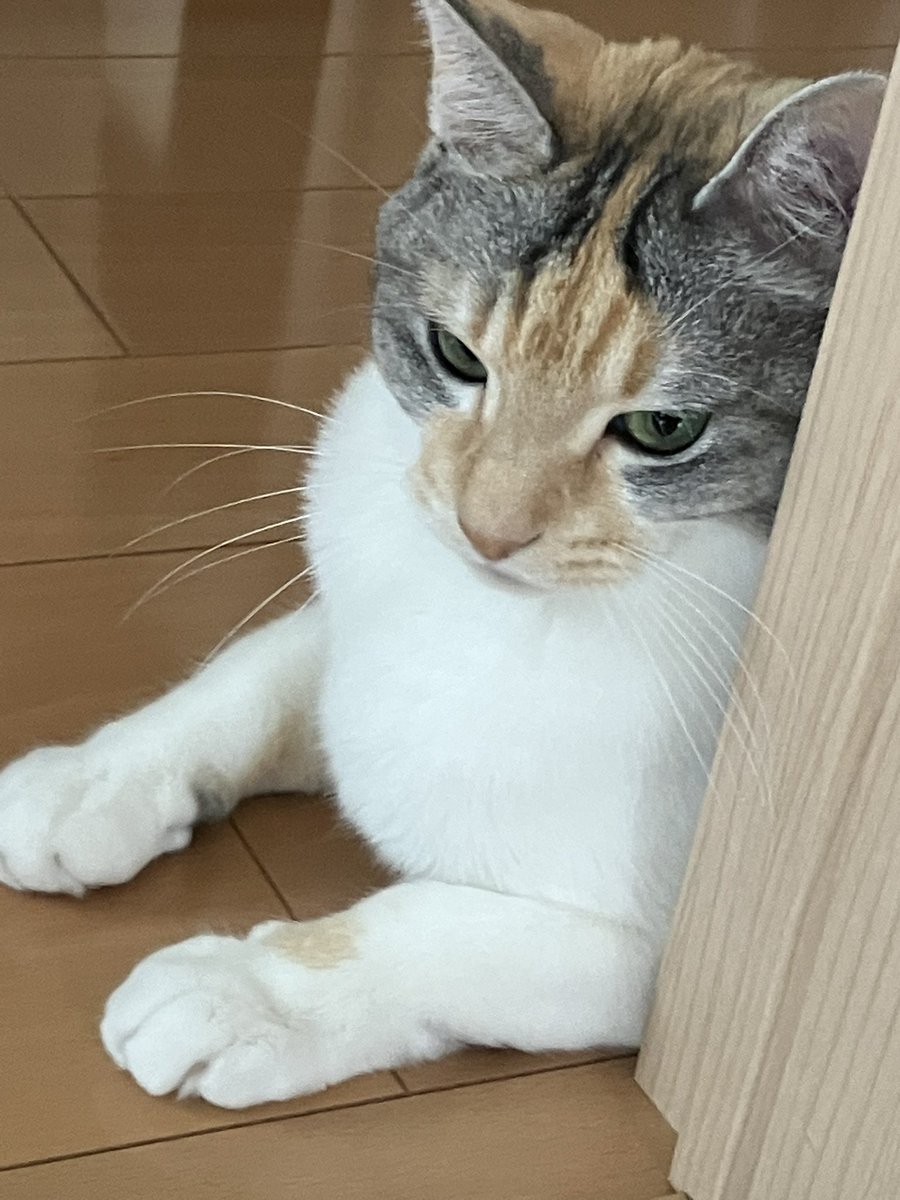 三毛猫のひめちゃん on X: 