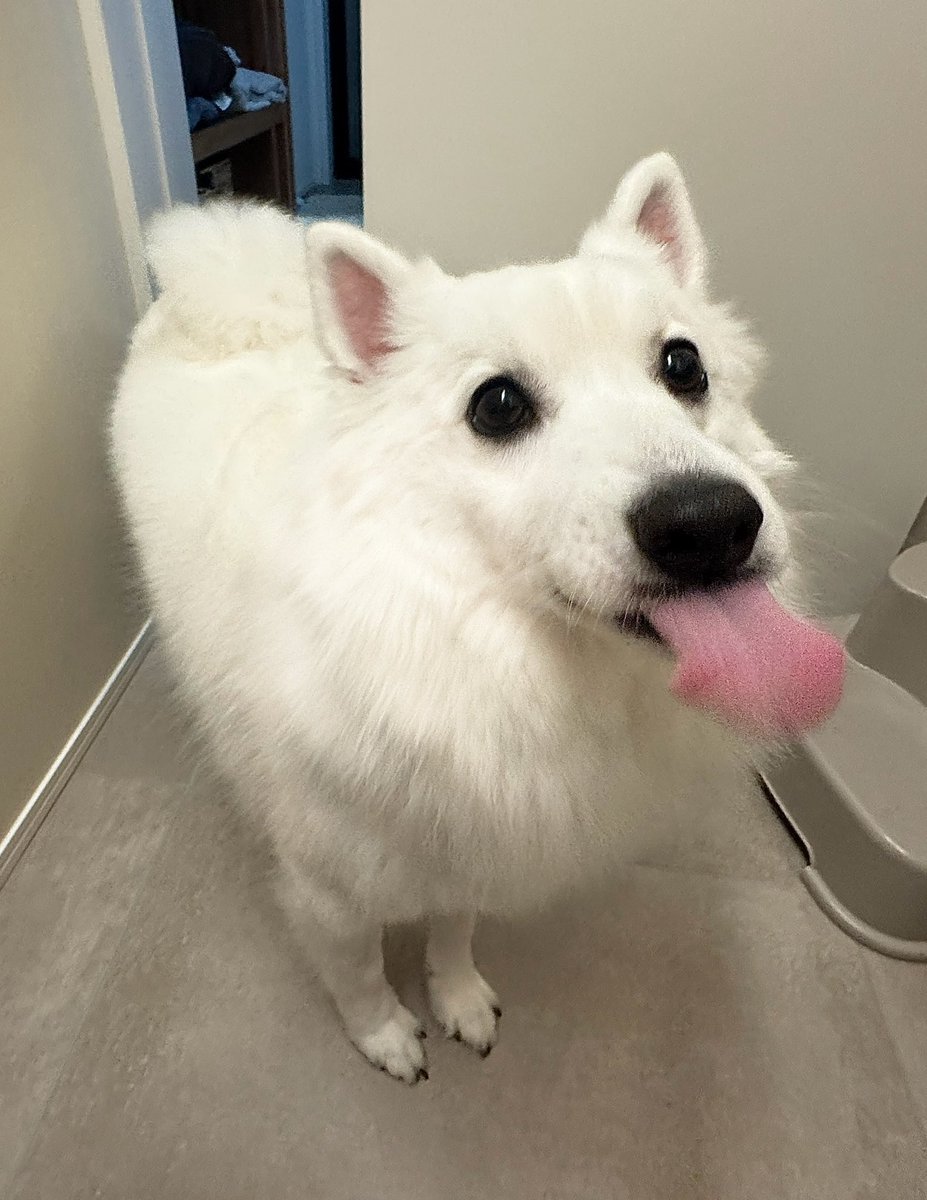 今日もお仕事(飼い主の顔を舐める等)がんばるぞ〜！