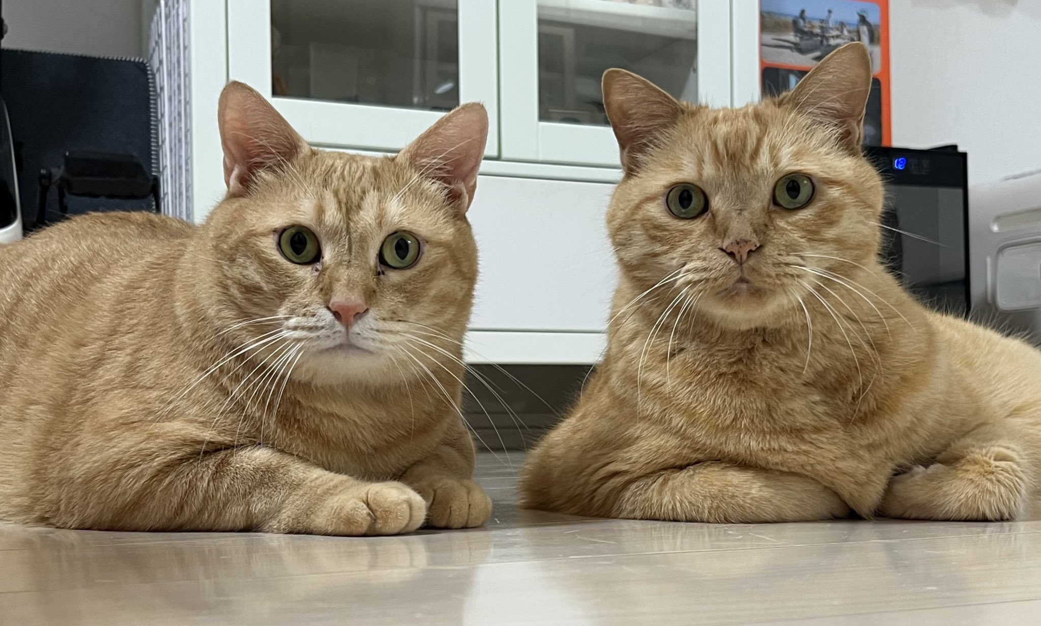 猫のながし目 足立の ちぃ on X: 