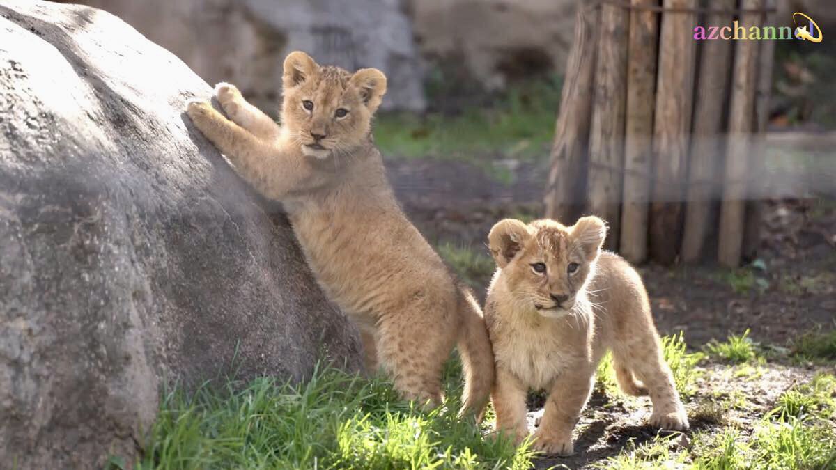 かめれおんです❗️オランウータン 旭山動物園 レトロ 初代 レア 希少