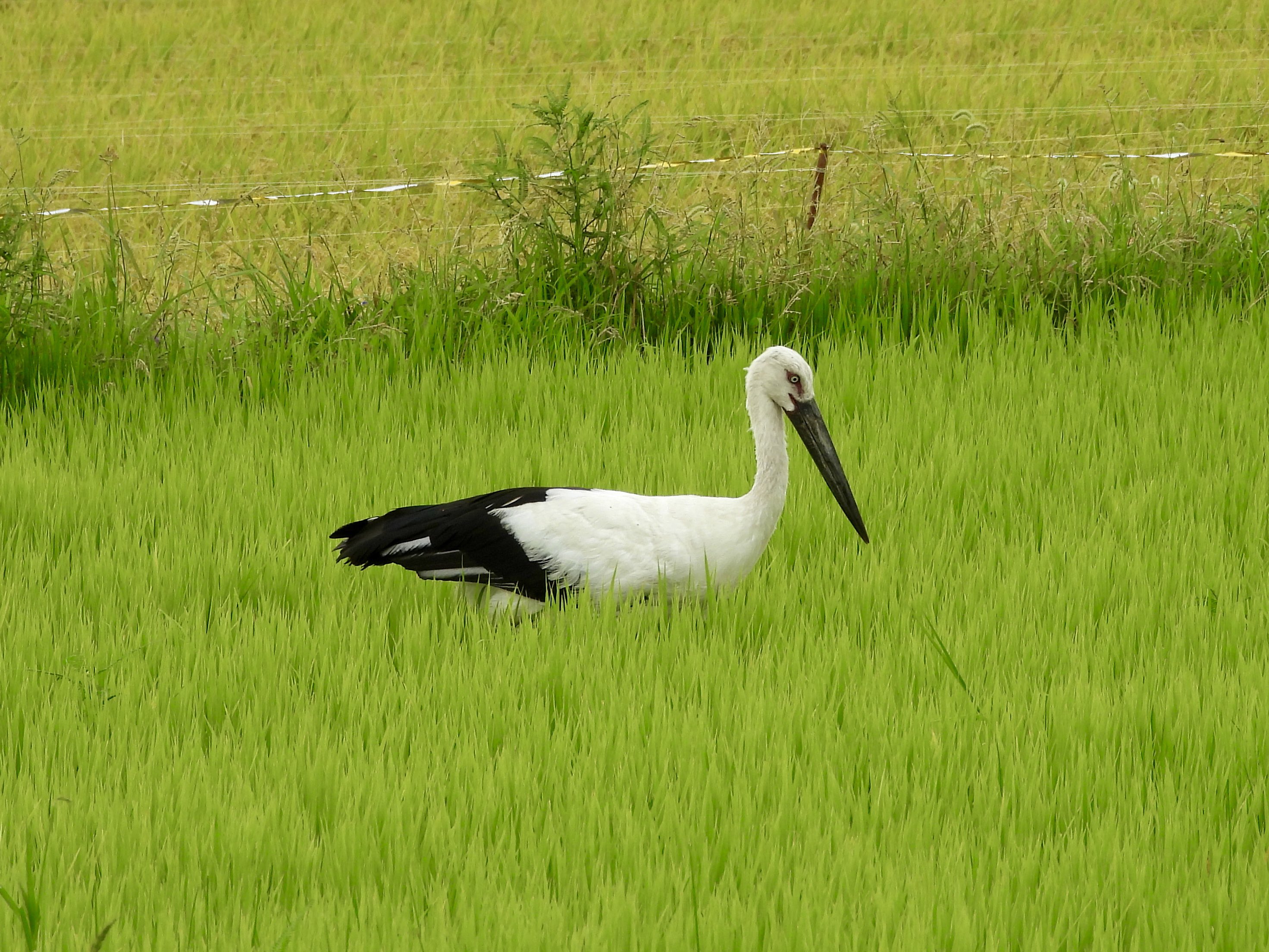 約１５キロ　トリトン様用　青梅⭐徳島県産 鳴門コウノトリ on X: 