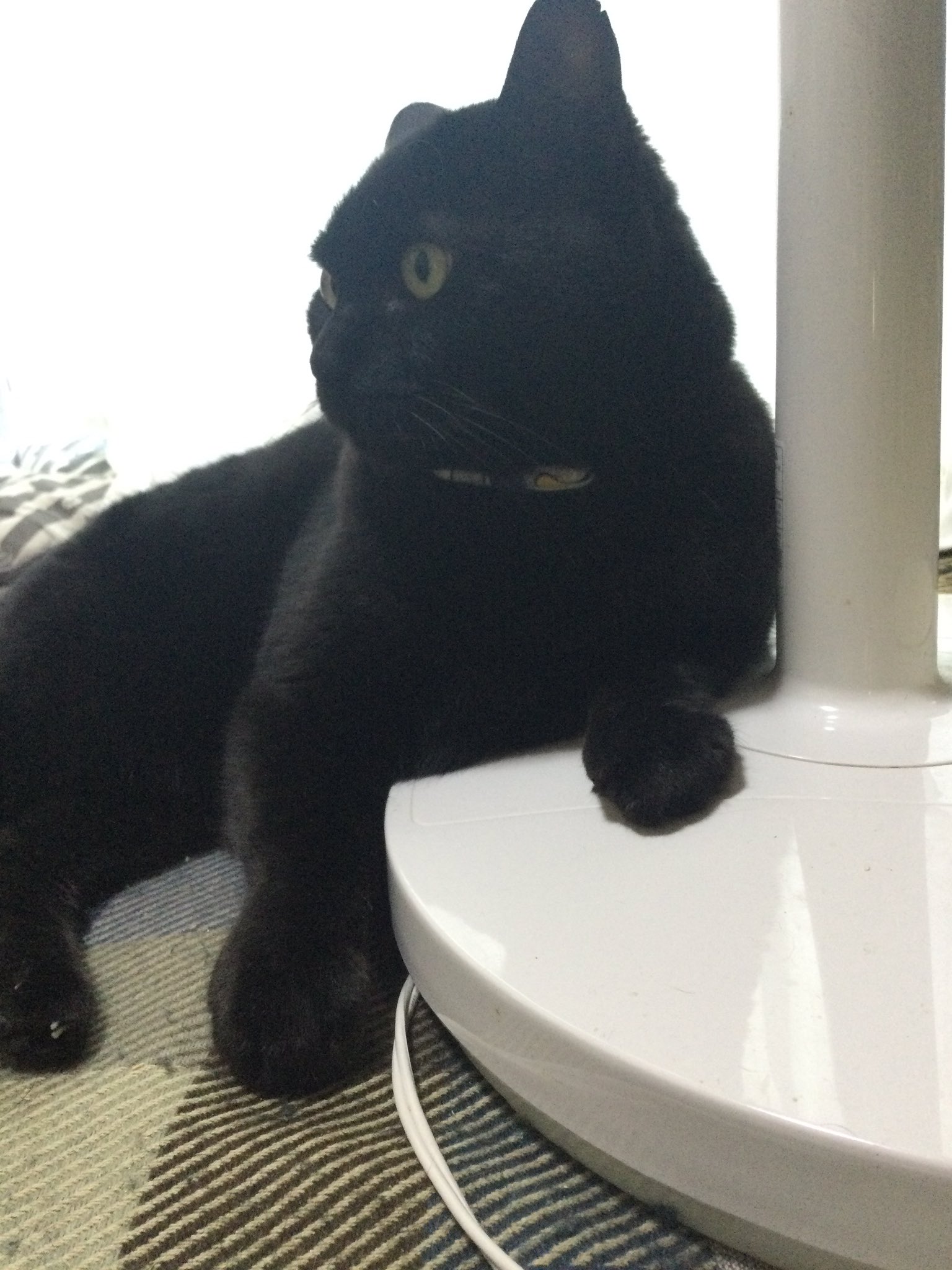 黒猫様 御専用 黒猫はじめました。 on X: 