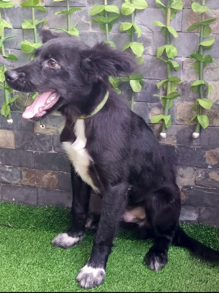PerroUsuario's tweet photo. En adopción responsable este hermoso cachorro de 4 meses, Barrio José Félix Rivas, Barquisimeto TODA INFORMACIÓN DIRECTAMENTE AL +58 416-2402306. https://t.co/oRSfh55zRm