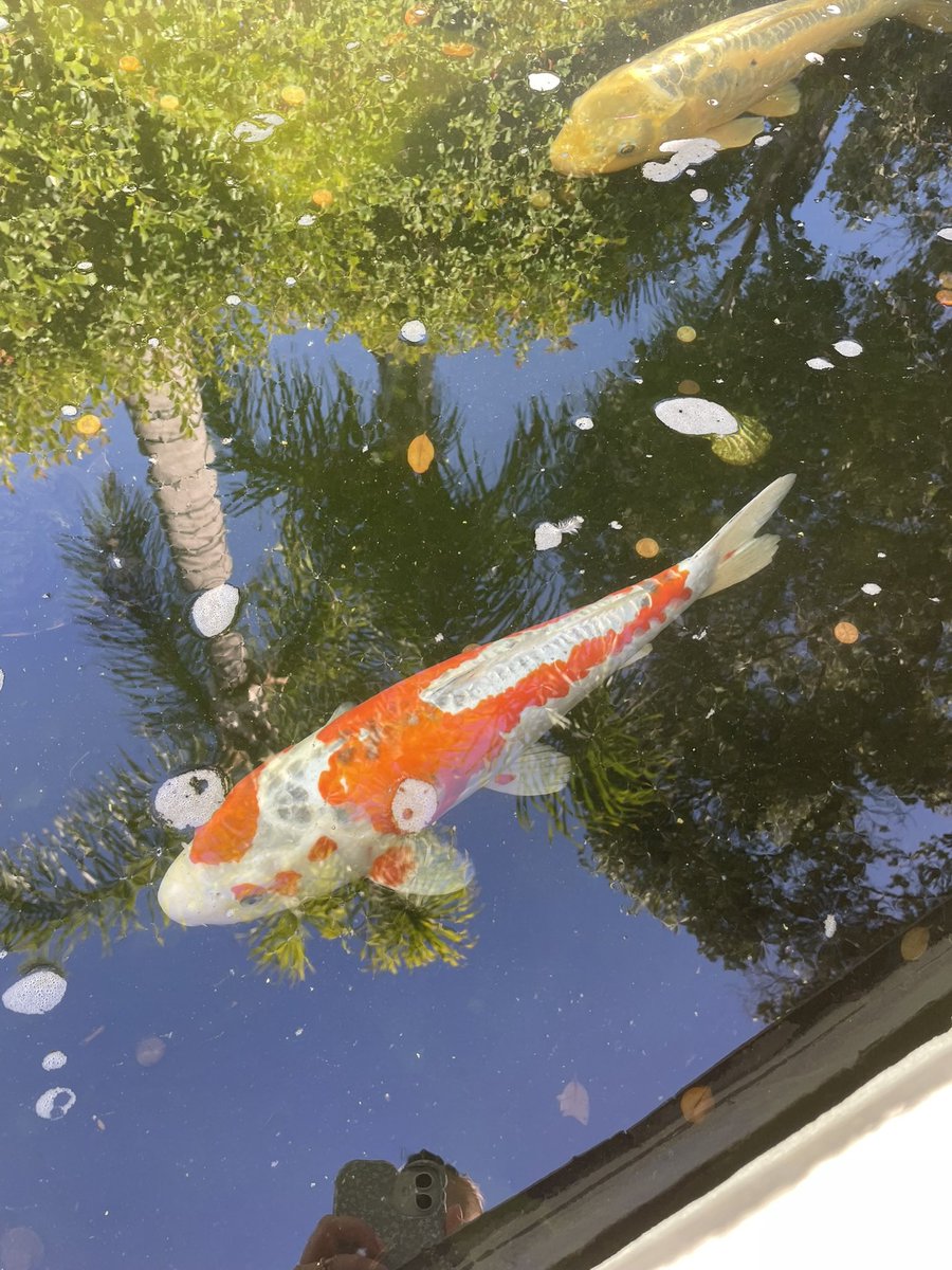 The finished piece vs the inspiration 🧡🤍

I absolutely love this Koi fish decoration! Hand embroidered on South African Shweshwe fabric 🫶

Only 1 available and ready to ship! ✈️

zoe-ware.com/product/koi-fi…