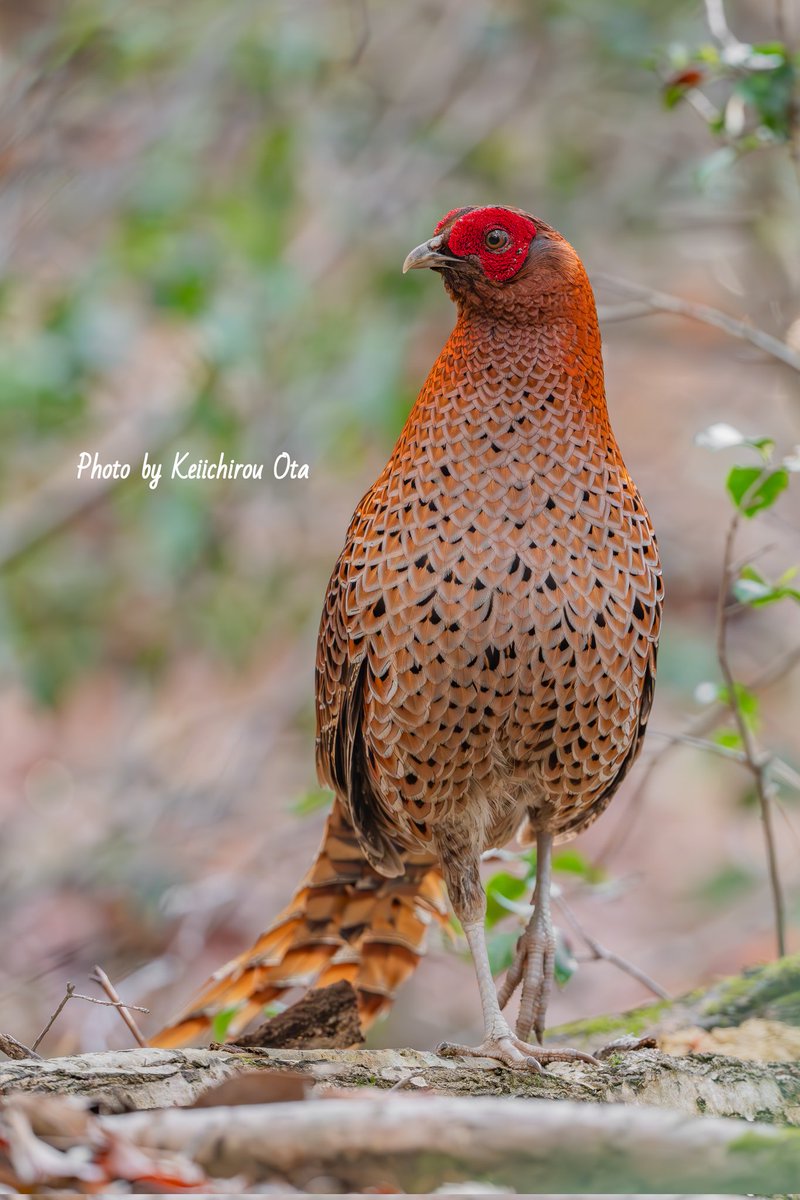 Kei_Photo_Tweet's tweet photo. ヤマドリが現れた時のこのオーラ✨️

#ヤマドリ
#山鳥
#syrmaticussoemmerringii
#copperpheasant
#pheasant
#Nikon　
#ニコン
#Z8 https://t.co/5OvlGBe7XV