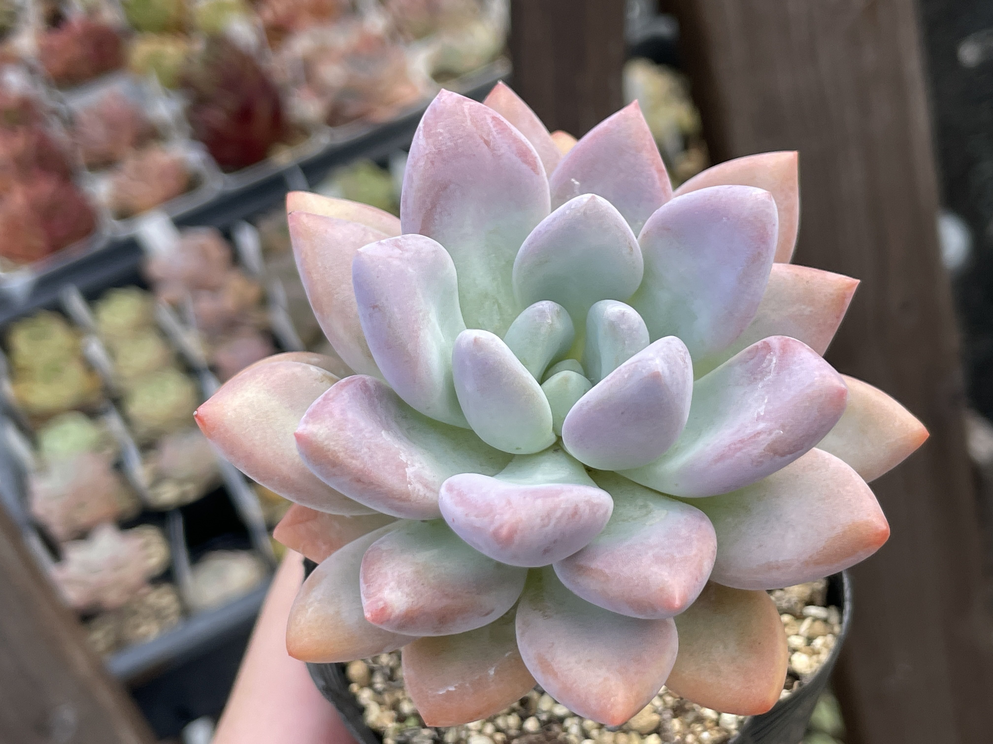 多肉植物 令和5年自宅実生2代目混合交配種子 産量多い 40円/粒 注文よろしく 多肉植物 令和5年自宅実生2代目混合交配種子 産量多い 40円/粒 注文