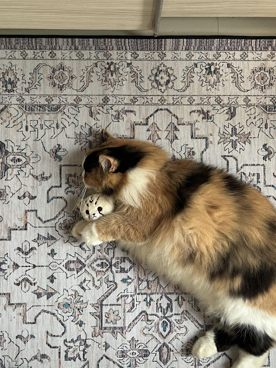 hello_pampam's tweet image. Happy international cat day!