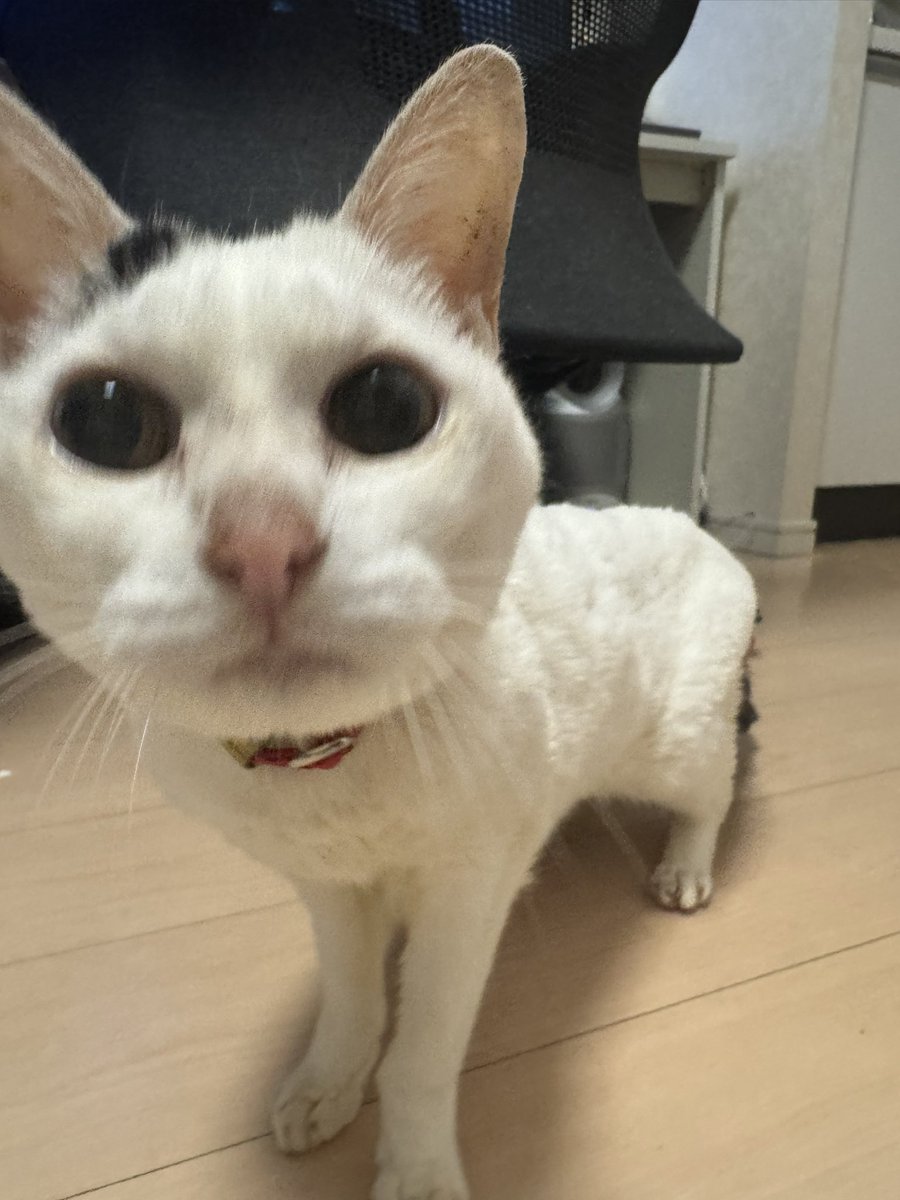 Shinpeson tweet media