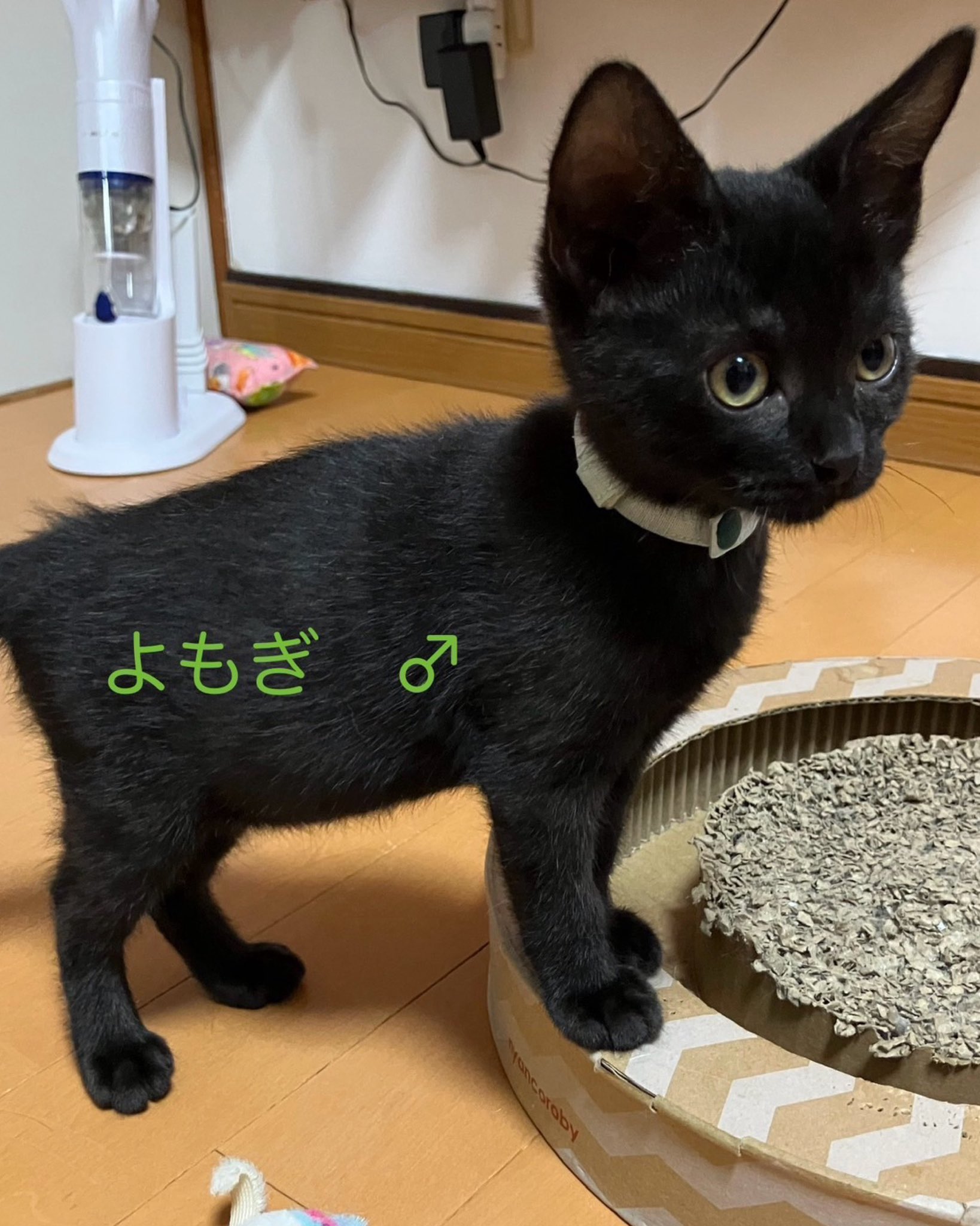 あめゆきねこ あめゆき@保護猫との暮らし (@ameyuki210) • Instagram photos