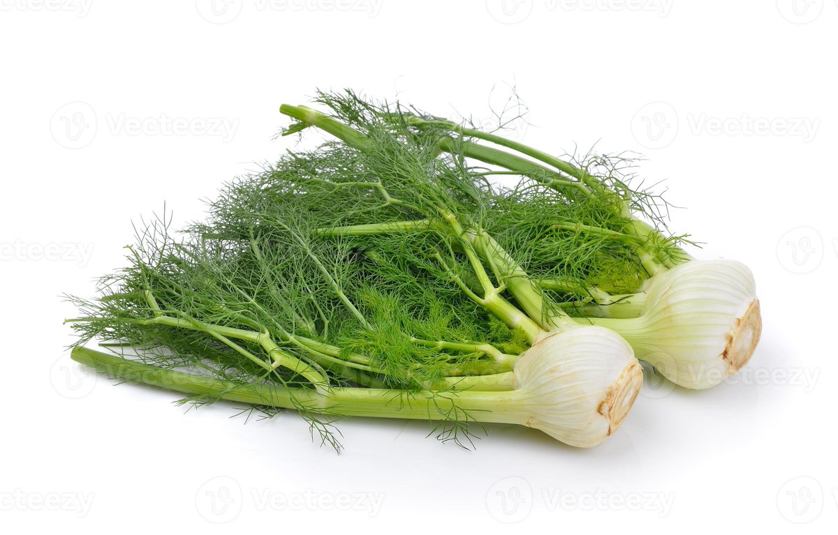 dailyobject_'s tweet image. DAILY OBJECT 999:

FENNEL
