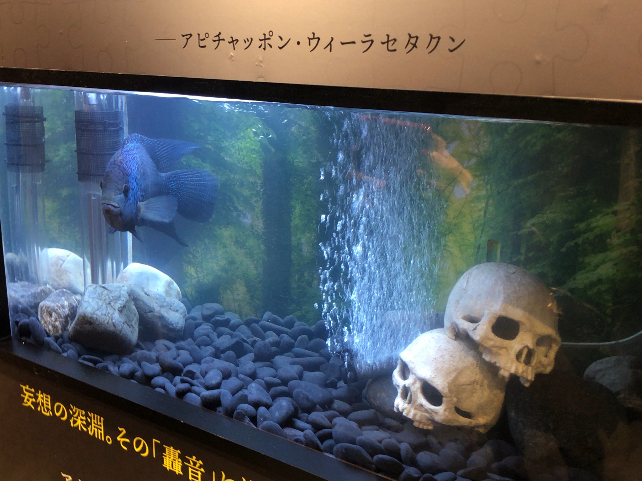 水槽 TOMATO CELL 常連のたつきさんは 事前におべんきょをしてきて 1日掛けて