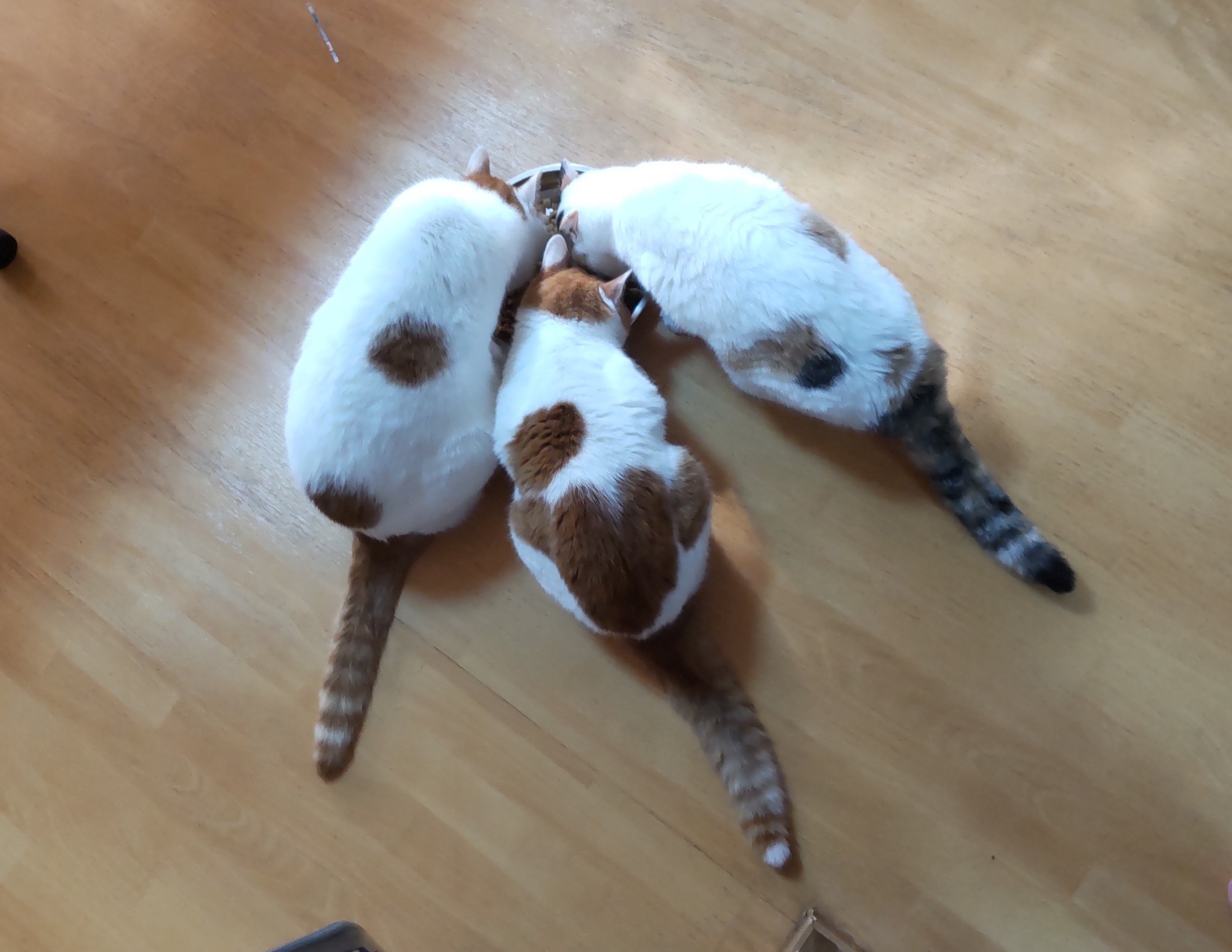 猫じゃらし on X: 