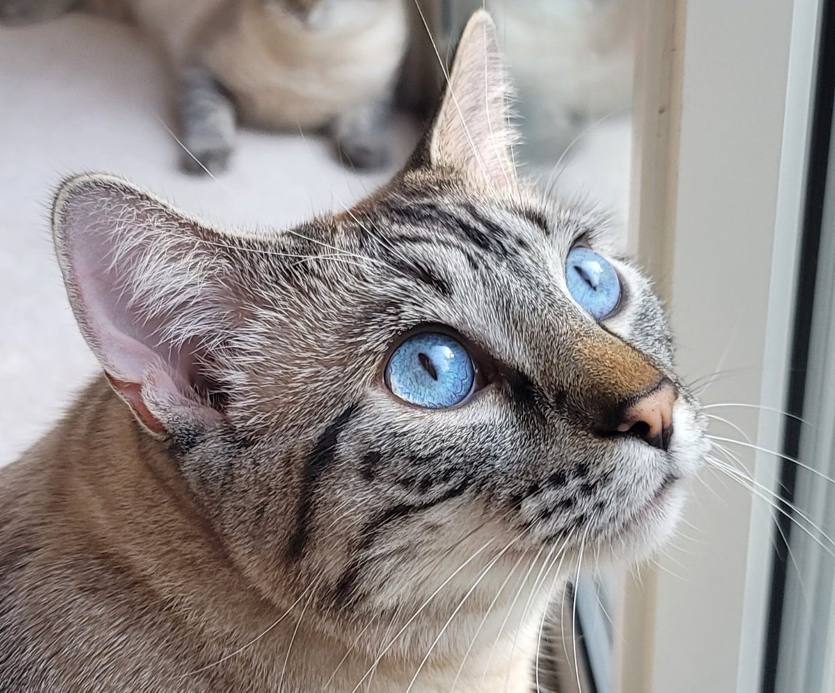 JRMontarbo's tweet image. 🐈 CATS &amp;amp; BIRDS 🐦 
I really love all animals, but 
CATS (all cats—domesticated and wild) and 
BIRDS (all birds—especially birds of prey)
I guess I would say, yes, 
I'M OBSESSED 🤣😀🙌
#Animalslover 
#Cats #Birds
#blessed 
✌️❤️🙏