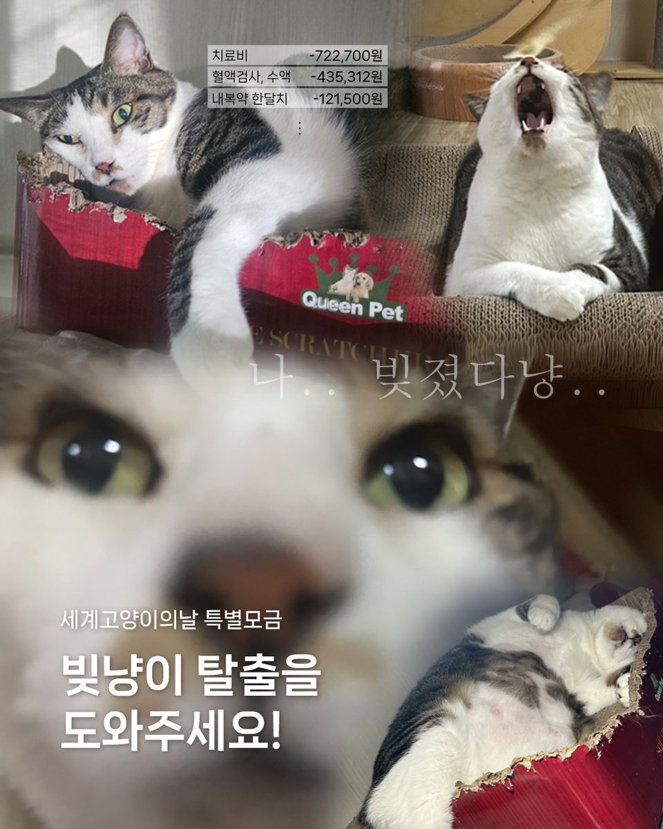 빚냥이 탈출 도와달라냥.....
▶️catcare.or.kr/news_story/586…