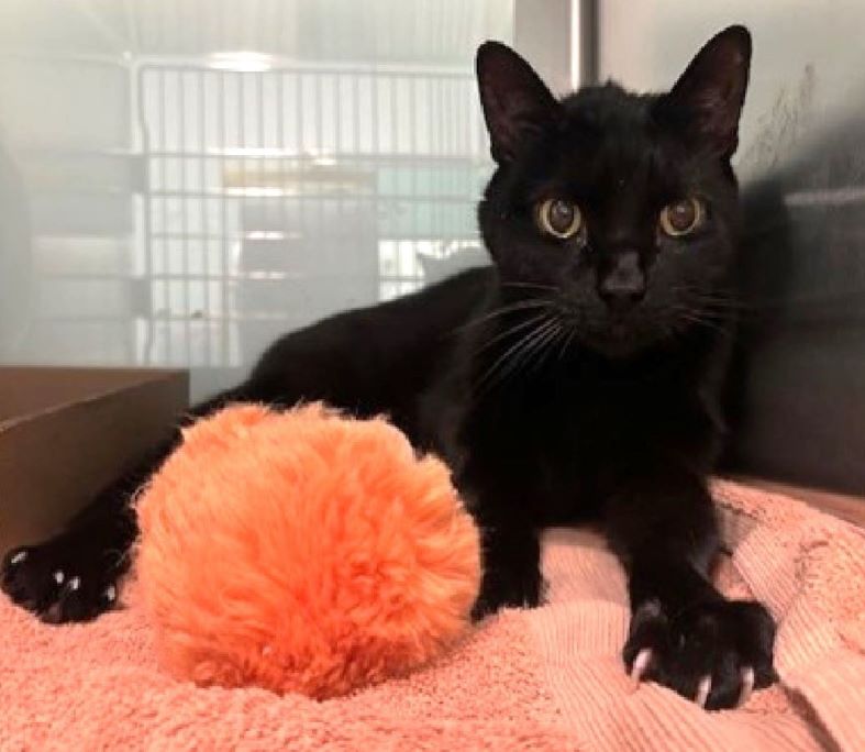 Renee' Martin (@sachikoko) on Twitter photo 🥳🎊RESCUED! Sweet 12YO Senior Black Kitty "PUMA" Is Safe!🎊🥳
▶facebook.com/photo?fbid=118…
❤Thank You 4 Pledging & Sharing❤
😺👏🏽TY Second Chance Rescue NYC <a href="/nycscr/">NYC Second Chance Rescue</a>
➡To honor your Pledge or Donate:
➡Donation website: nycsecondchancerescue.org/donate/
*Note 4 Puma In Comments 🥳🎊RESCUED! Sweet 12YO Senior Black Kitty "PUMA" Is Safe!🎊🥳
▶facebook.com/photo?fbid=118…
❤Thank You 4 Pledging & Sharing❤
😺👏🏽TY Second Chance Rescue NYC <a href="/nycscr/">NYC Second Chance Rescue</a>
➡To honor your Pledge or Donate:
➡Donation website: nycsecondchancerescue.org/donate/
*Note 4 Puma In Comments