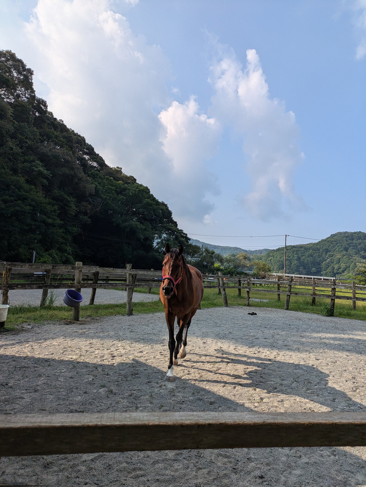 会馬公式 セレクトセール】藤田晋オーナー、牝馬最高2億8000万円で