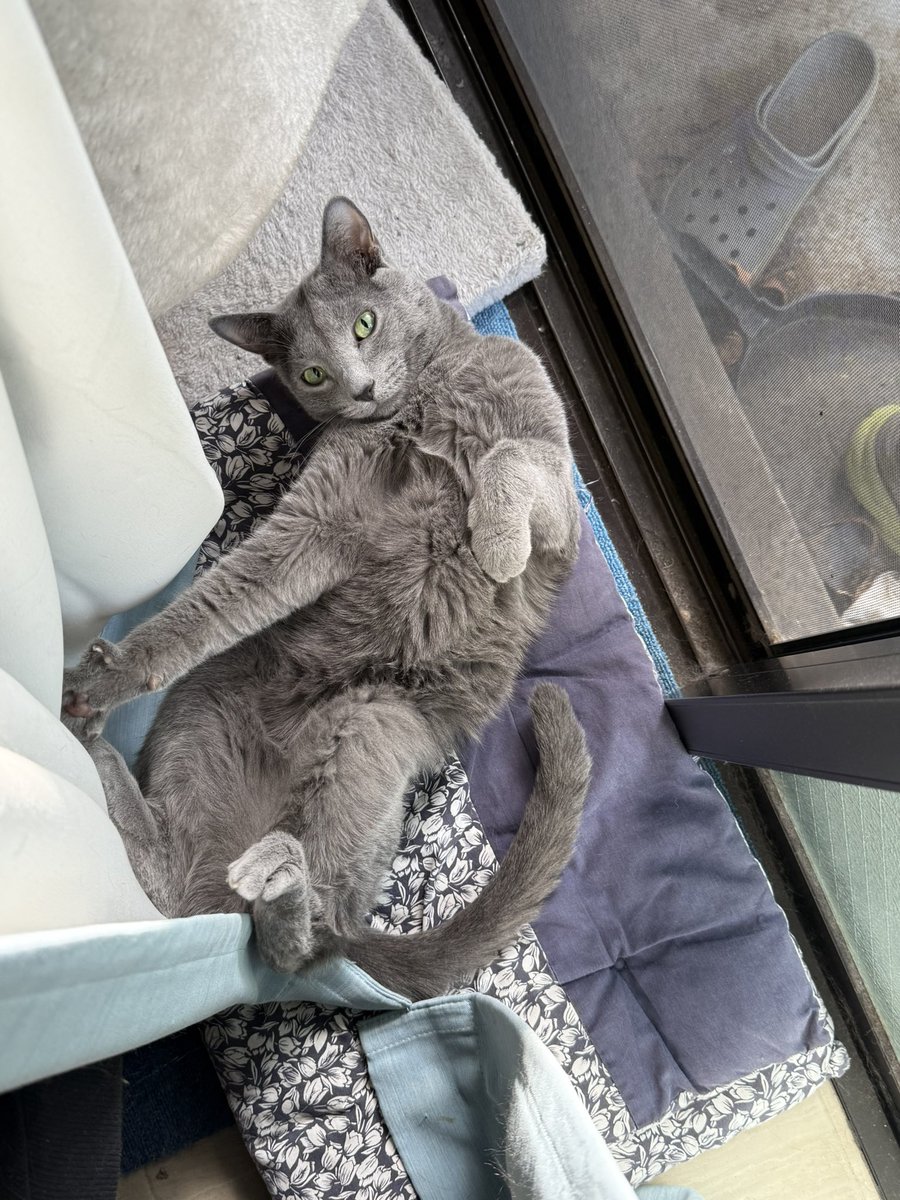 chonbo1's tweet photo. 8月8日は #世界猫の日 https://t.co/5HFSY1MrLn