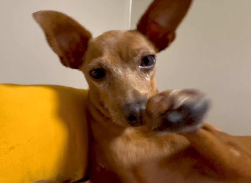 ✨️ 2025년 8월 8일 금요일 오하아사 ✨️

1위 you

나데나데를 받는 날이에요. 대추가 쓰다듬어 줄게요.

🍀 금요일 파이팅