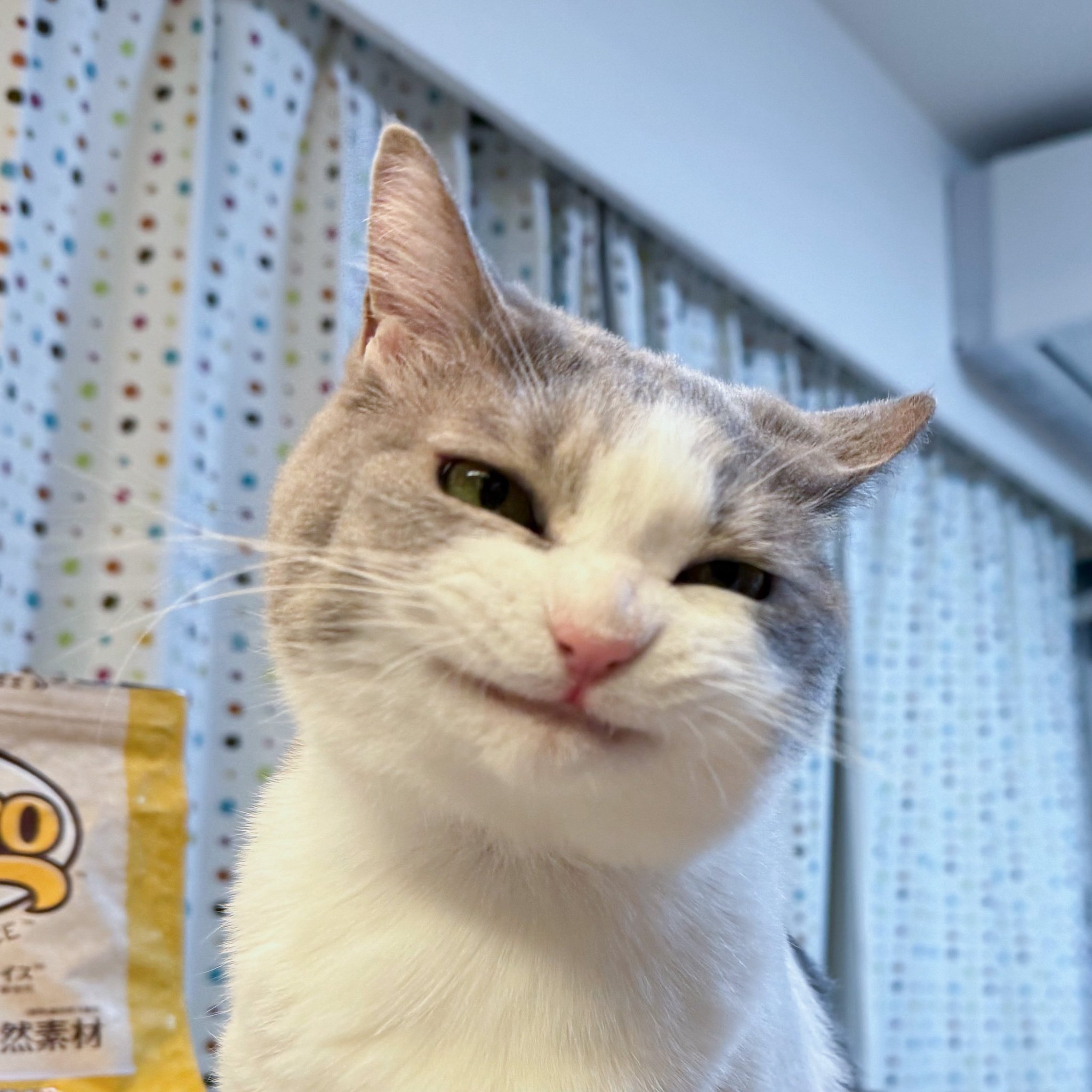ねこまみれ Ten＆O木製プレート ねこまみれ 「香箱座り」(香箱座り
