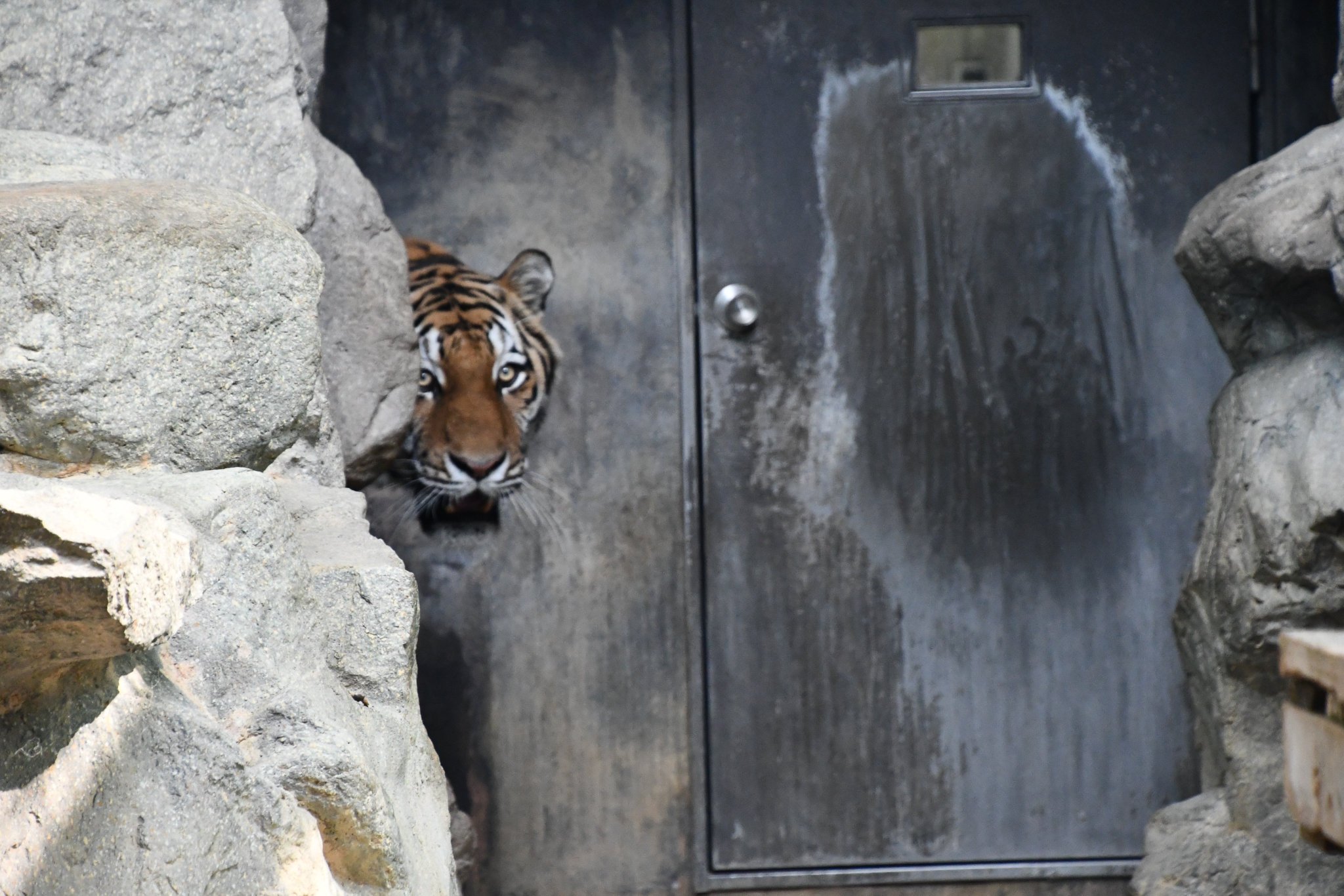 王子動物園 2010•2011ダイアリー 王子動物園 2010•2011ダイアリー 王子動物園 2010&2011年 ダイアリー