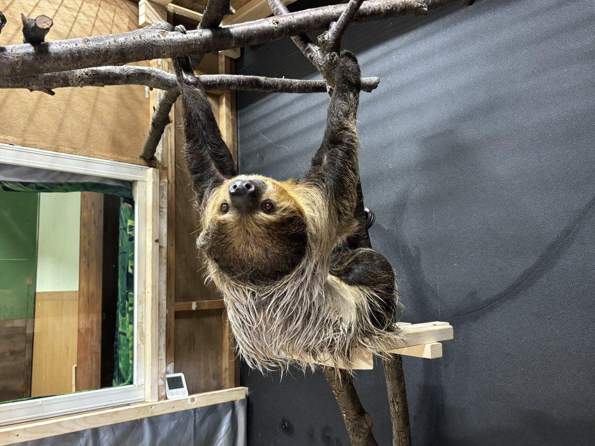 【交通公園レポート】
おはようございます
今朝のナマケモノ🦥の様子です