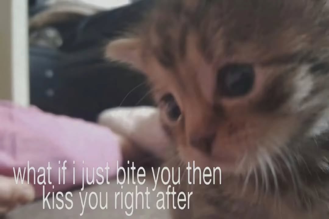 More Cats (@evenmorecats) on Twitter photo 