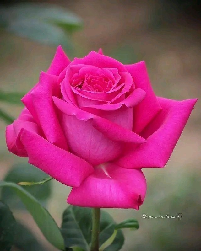 Aslam Javed (@aslamjavedch) on Twitter photo <a href="/2003Shabanaawan/">Shabana Awan</a> <a href="/Ranasheraz7572/">Mr Shown</a> <a href="/EjazNoorii/">Ejaz Sadiq Noori</a> <a href="/Javedch77/">Javedchaudhary</a> <a href="/SnowWhiteRina/">Snow White Rina</a> <a href="/AbbasJafree/">Abbas jafree</a> <a href="/Prime758523541/">sarjel Khan</a> <a href="/khanhakim_k/">Abdul Hakim Khan</a> <a href="/mianabid143/">میاں عابد</a> <a href="/shahnaqi84/">🎀SHAN 🎀</a> <a href="/Mohamma38611877/">💞🌷دل میرا 💝دھڑکن تیری🌷💞🌷Ahmed</a> <a href="/SyedaSaba12/">Saba 🇵🇰💚</a> <a href="/SamerAmeer/">Life is Black & White 🖤 🤍</a> <a href="/MrNaassir/">🇵🇰Nasir💕Uddin🇺🇸</a> <a href="/IShahzad2011/">🇵🇸🇵🇰 S ͪ ⷶ ͪ ᷦ ⷶ ͩ A ͪ ͫ ⷶ ͩ A ᷱ ⷶ ᷠ🇵🇰🇵🇸</a> <a href="/mohsinmalvi19/">Mohsin Alvi</a> <a href="/AisyahHasan9/">AISYAH HB KN🇵🇰🇮🇩. (Economic law Expert)</a> <a href="/MistressTepco/">꧁スカーレット緋色꧂36K🦩</a> <a href="/Hhabbibii/">⚘</a> <a href="/ZunairaHSKP/">Pakistani kuri🇵🇰💞</a> <a href="/ChefYousuf/">ζん乇キ リԾЦ丂Цキ</a> <a href="/Abdul_Ahad2014/">IshQ-e-Nabiﷺ</a> <a href="/abide_kamran/">abida kamran</a> <a href="/FatehyabSyed/">Syed Fatehyab Ali Zaidi</a> <a href="/willybronca777/">Roberto</a> <a href="/YNHallak/">Dr. Yaacoub Hallak</a> <a href="/DrNikolova_Rumi/">Rumiana Nikolova ®️💗</a> <a href="/drsurendrpathak/">Dr Surendra Pathak</a> <a href="/RoopaTomar/">Dr.Roopa Tomar</a> <a href="/Saydazainab143/">Syeda Zainab</a> <a href="/AmjadAliZafar2/">Amjad Ali Zafar</a> Morni ng <a href="/2003Shabanaawan/">Shabana Awan</a> <a href="/Ranasheraz7572/">Mr Shown</a> <a href="/EjazNoorii/">Ejaz Sadiq Noori</a> <a href="/Javedch77/">Javedchaudhary</a> <a href="/SnowWhiteRina/">Snow White Rina</a> <a href="/AbbasJafree/">Abbas jafree</a> <a href="/Prime758523541/">sarjel Khan</a> <a href="/khanhakim_k/">Abdul Hakim Khan</a> <a href="/mianabid143/">میاں عابد</a> <a href="/shahnaqi84/">🎀SHAN 🎀</a> <a href="/Mohamma38611877/">💞🌷دل میرا 💝دھڑکن تیری🌷💞🌷Ahmed</a> <a href="/SyedaSaba12/">Saba 🇵🇰💚</a> <a href="/SamerAmeer/">Life is Black & White 🖤 🤍</a> <a href="/MrNaassir/">🇵🇰Nasir💕Uddin🇺🇸</a> <a href="/IShahzad2011/">🇵🇸🇵🇰 S ͪ ⷶ ͪ ᷦ ⷶ ͩ A ͪ ͫ ⷶ ͩ A ᷱ ⷶ ᷠ🇵🇰🇵🇸</a> <a href="/mohsinmalvi19/">Mohsin Alvi</a> <a href="/AisyahHasan9/">AISYAH HB KN🇵🇰🇮🇩. (Economic law Expert)</a> <a href="/MistressTepco/">꧁スカーレット緋色꧂36K🦩</a> <a href="/Hhabbibii/">⚘</a> <a href="/ZunairaHSKP/">Pakistani kuri🇵🇰💞</a> <a href="/ChefYousuf/">ζん乇キ リԾЦ丂Цキ</a> <a href="/Abdul_Ahad2014/">IshQ-e-Nabiﷺ</a> <a href="/abide_kamran/">abida kamran</a> <a href="/FatehyabSyed/">Syed Fatehyab Ali Zaidi</a> <a href="/willybronca777/">Roberto</a> <a href="/YNHallak/">Dr. Yaacoub Hallak</a> <a href="/DrNikolova_Rumi/">Rumiana Nikolova ®️💗</a> <a href="/drsurendrpathak/">Dr Surendra Pathak</a> <a href="/RoopaTomar/">Dr.Roopa Tomar</a> <a href="/Saydazainab143/">Syeda Zainab</a> <a href="/AmjadAliZafar2/">Amjad Ali Zafar</a> Morni ng