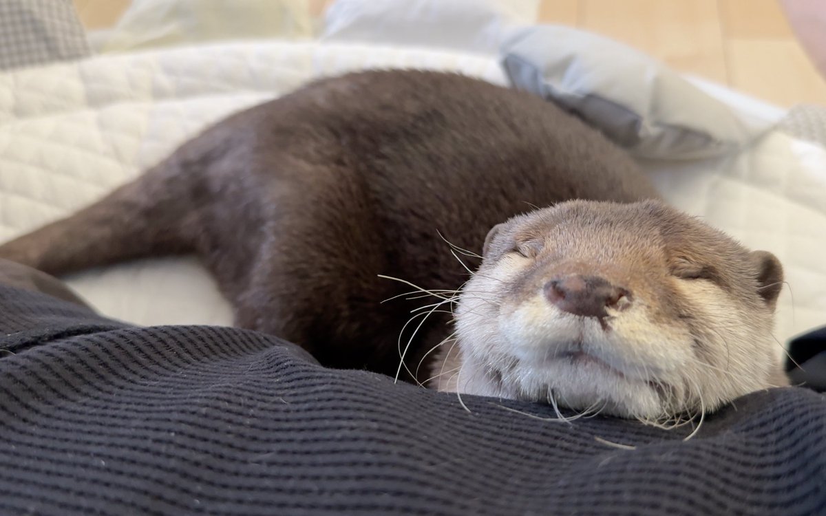 カワウソさくら on X カワウソさくら on X