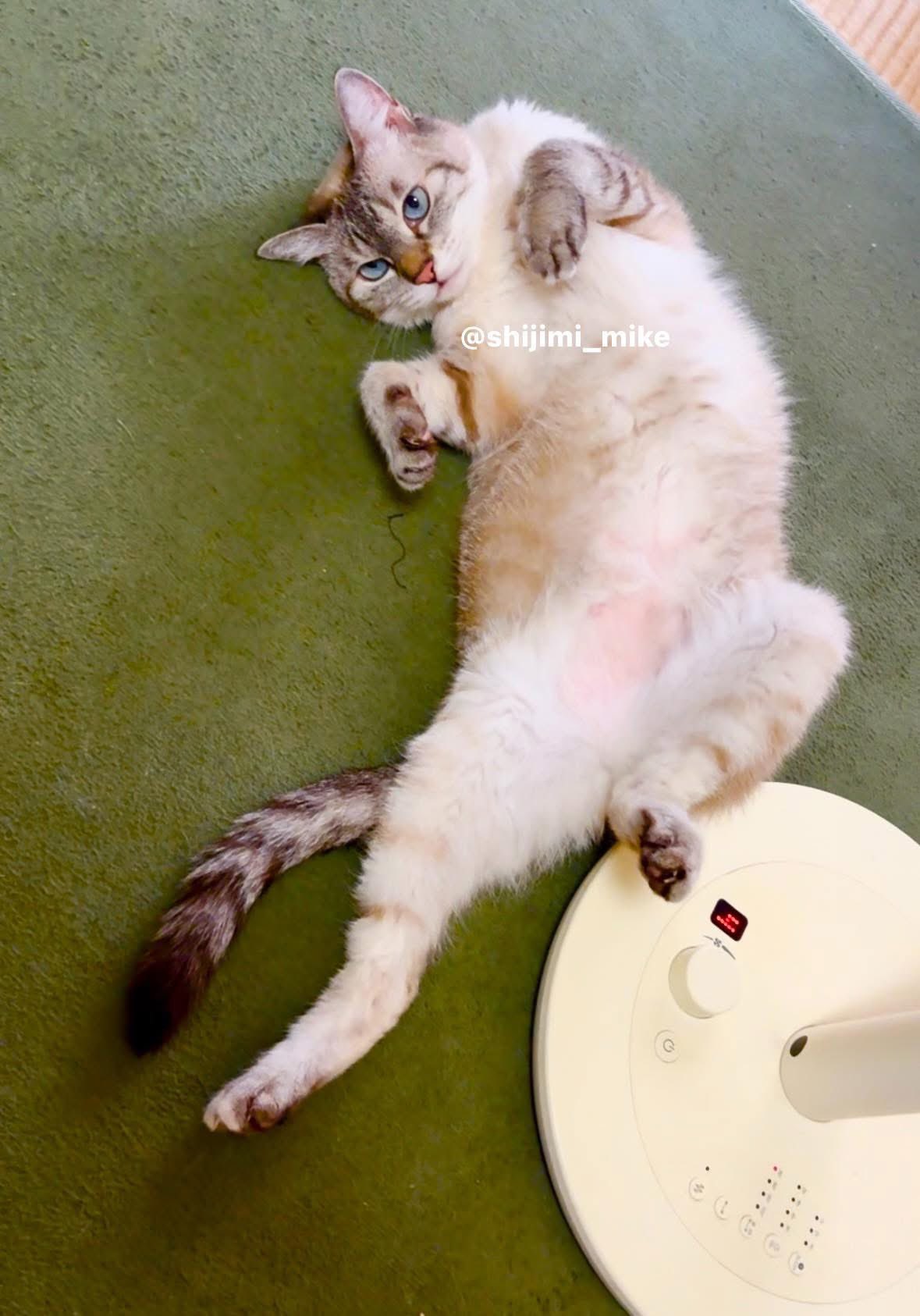 michiさま確認ページ♡ しじみ on X: