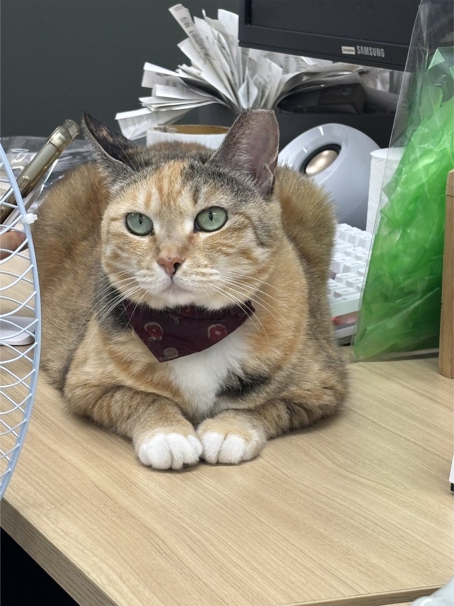 (ˆ ̳ , ̫ , ̳ˆ)"੭세계 고양이의 날이니까 귀여운 이사님 사진 방출ᓚ₍ ྀིྀི^. .^₎
고양이의 날 축하드려요 이사님ヾ(*ΦωΦ)ﾉ

ෆ₍˄·͈༝·͈˄₎ෆ ॢ₍ᵔ·͈༝·͈ᵔ₎◞