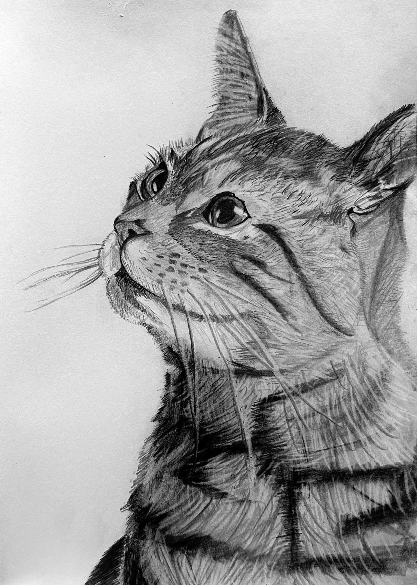 猫 鉛筆画 0_dd499ad0246f81ef803c985815d4