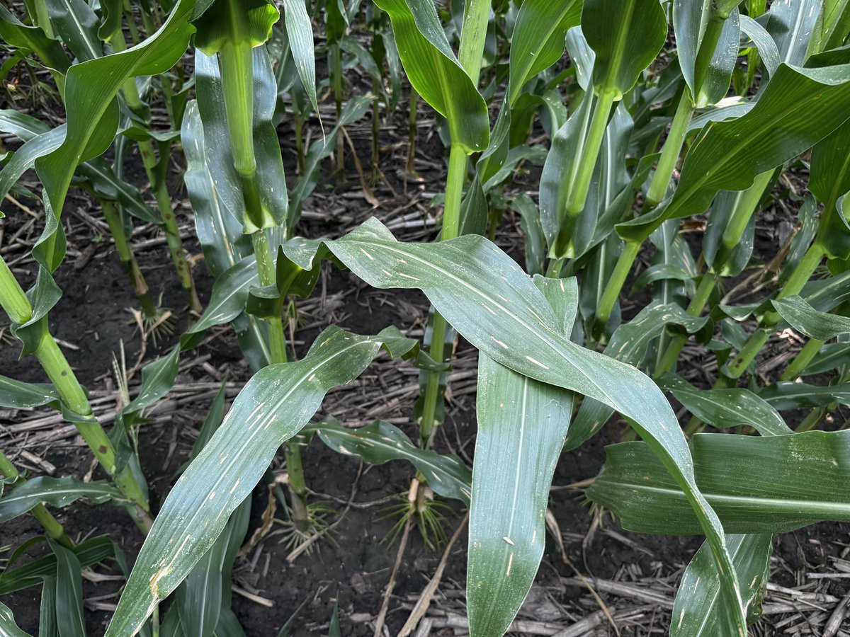 Shay Foulk tweet media