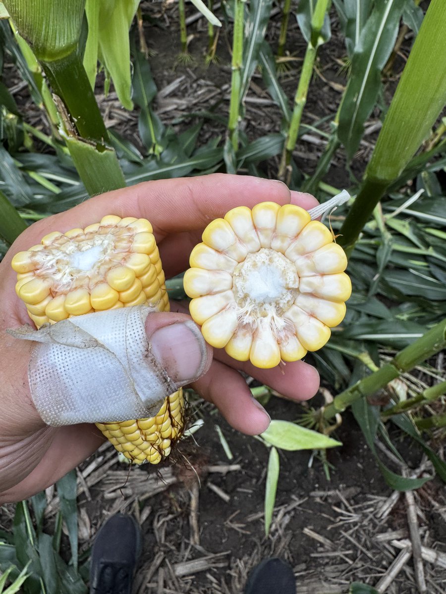 Shay Foulk tweet media