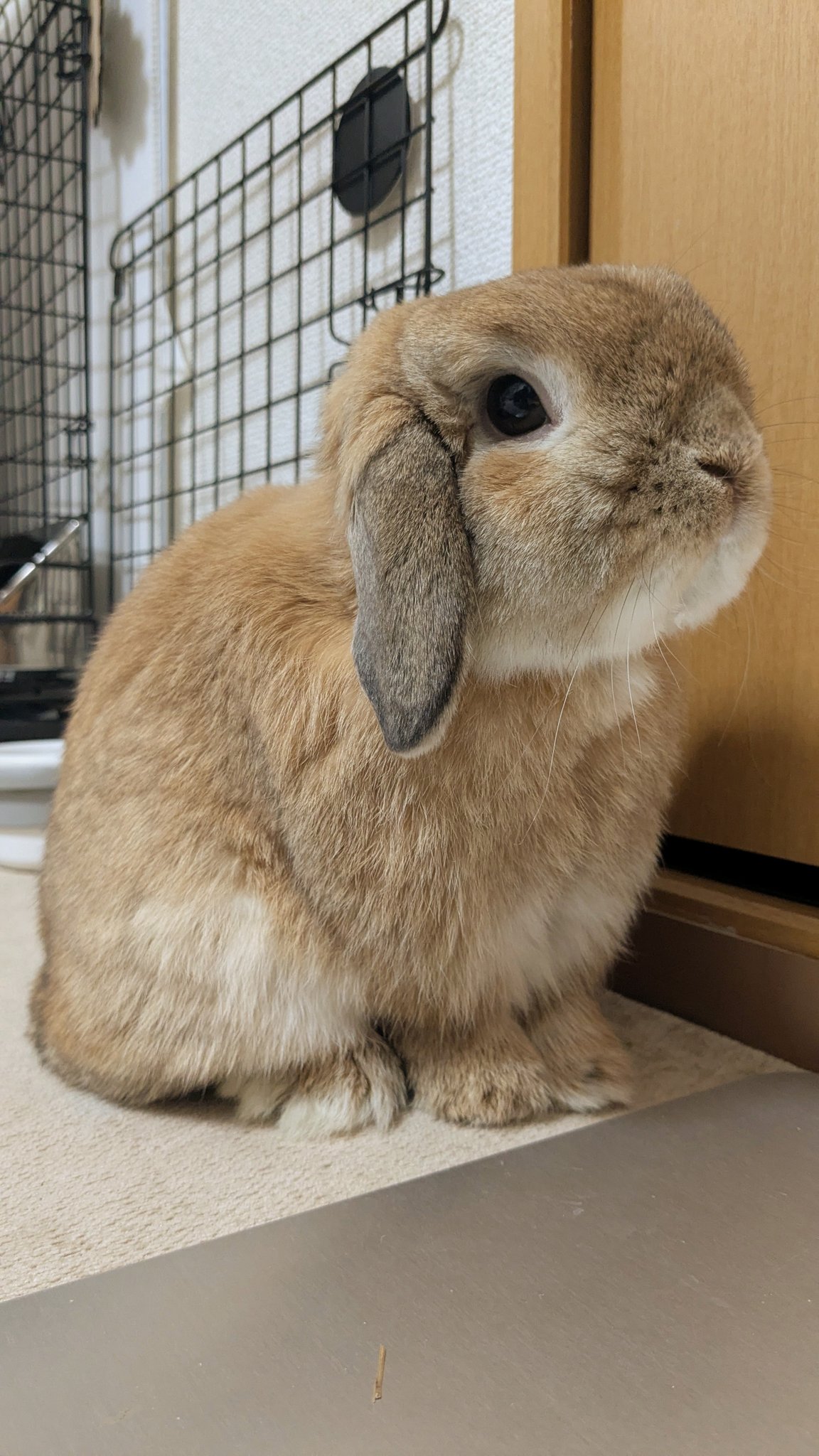 うさぎ　 SALE】ロップイヤー ウサギ S ホワイト 吉徳 ぬいぐるみ うさぎ