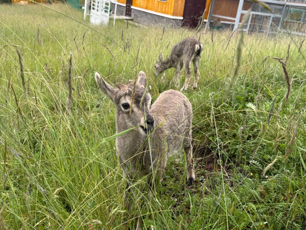 hanye11986477's tweet image. These two young bharals got separated from their herd and were rescued by the local aid station. Starting as milk-drinking babies, they have grown up and can now eat grass. When they get a bit older, they will be able to return to nature.
#Animalslover