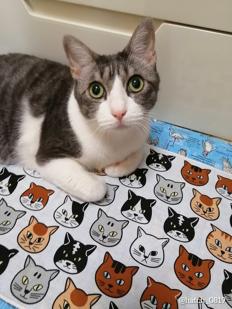 ハッチ@僕だよ (@hatch_0819) / Posts / X