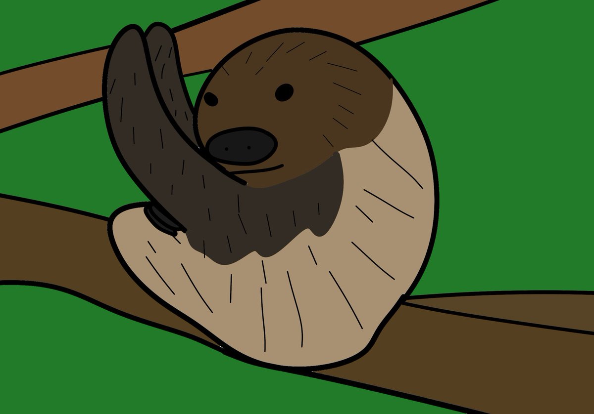 フタユビナマケモノ
#フタユビナマケモノ
#ナマケモノ
#哺乳類
#動物