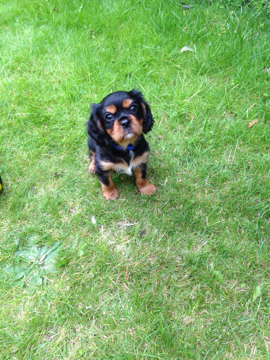 Nicola Price ๐ถ๐ผ๐ (@nicprice22) on Twitter photo #NeverForgottenFriday 10 years ago today this precious little soul came home ๐ฅน๐ happy gotcha day little Ern ๐๐๐ฅน love you and miss you always ๐๐๐ <a href="/Price27P/">Arthur ๐ถ๐พ</a> #NeverForgottenFriday 10 years ago today this precious little soul came home ๐ฅน๐ happy gotcha day little Ern ๐๐๐ฅน love you and miss you always ๐๐๐ <a href="/Price27P/">Arthur ๐ถ๐พ</a>