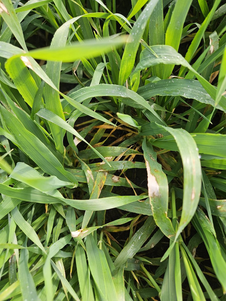 Scald infections have been found by the team in some susceptible barley varieties at our Gnarwarre (SW Vic) and Bordertown (SA) sites. Be on the lookout if you've had some wet conditions!