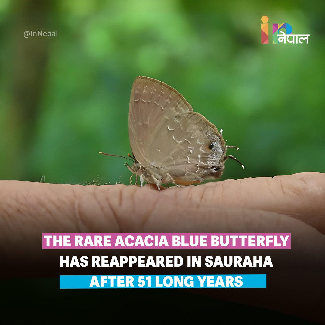 _innepal_'s tweet image. After 51 years, it&apos;s back! 🦋 The rare silver-streaked acacia blue butterfly has been spotted again in Sauraha, Chitwan. A stunning rediscovery for Nepal!

#Sauraha #Chitwan #NepalWildlife #Butterfly #Conservation #GoodNews