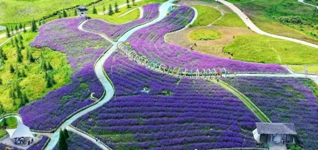 Big Data Expo, China (@bigdata_china) on Twitter photo 💜Purple summer! Verbena flowers are in full bloom on the Yunding Grassland of Gaopo township. 💜Purple summer! Verbena flowers are in full bloom on the Yunding Grassland of Gaopo township.