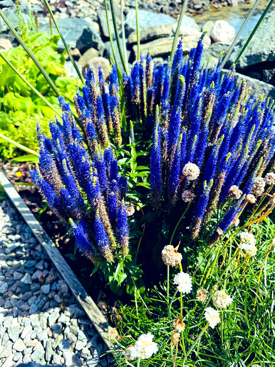 SkylarkArtist's tweet photo. Good morning Speedwell…
Spiked Speedwell
#GoodMorning #Speedwell
💙💙💙 https://t.co/owauXc520b
