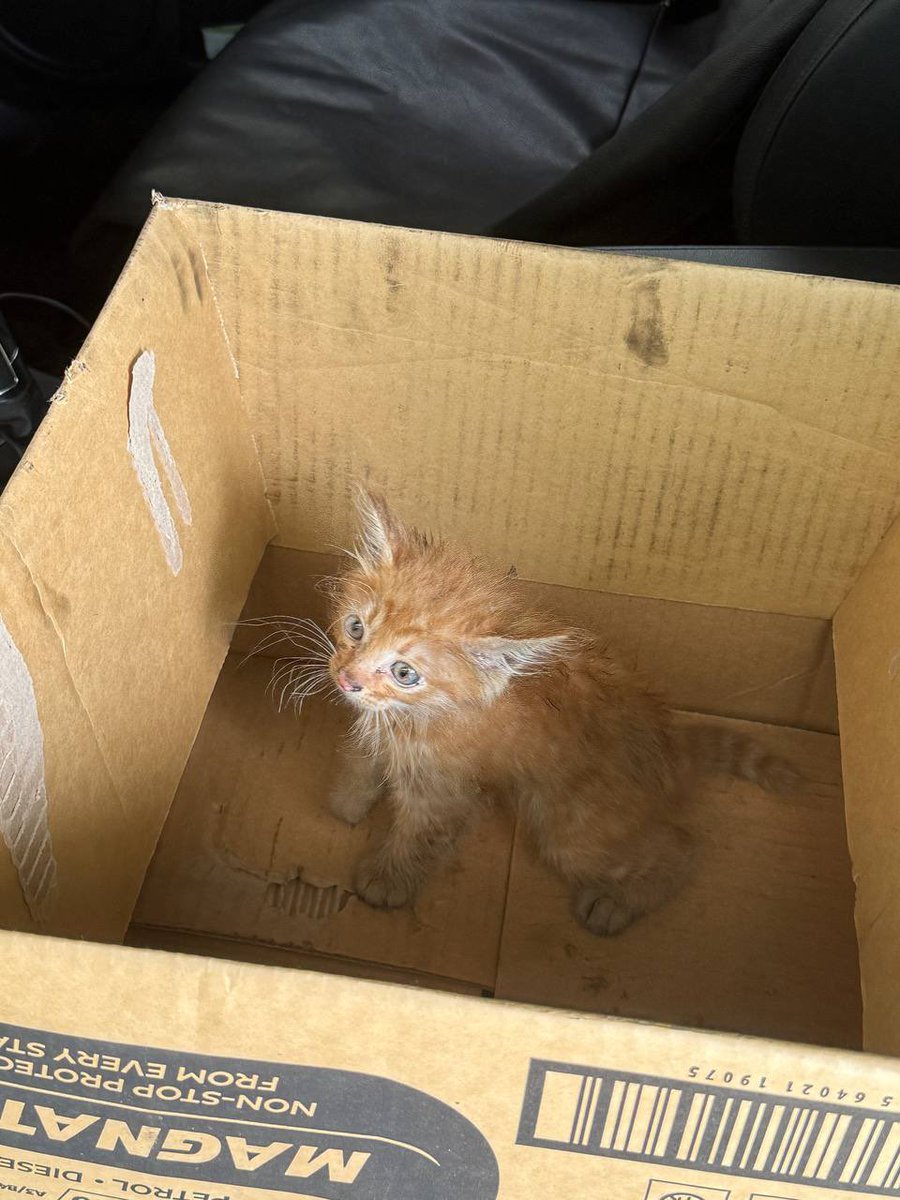 THERE’S A KITTEN IN MY OFFICE WHAT SHOULD I DO