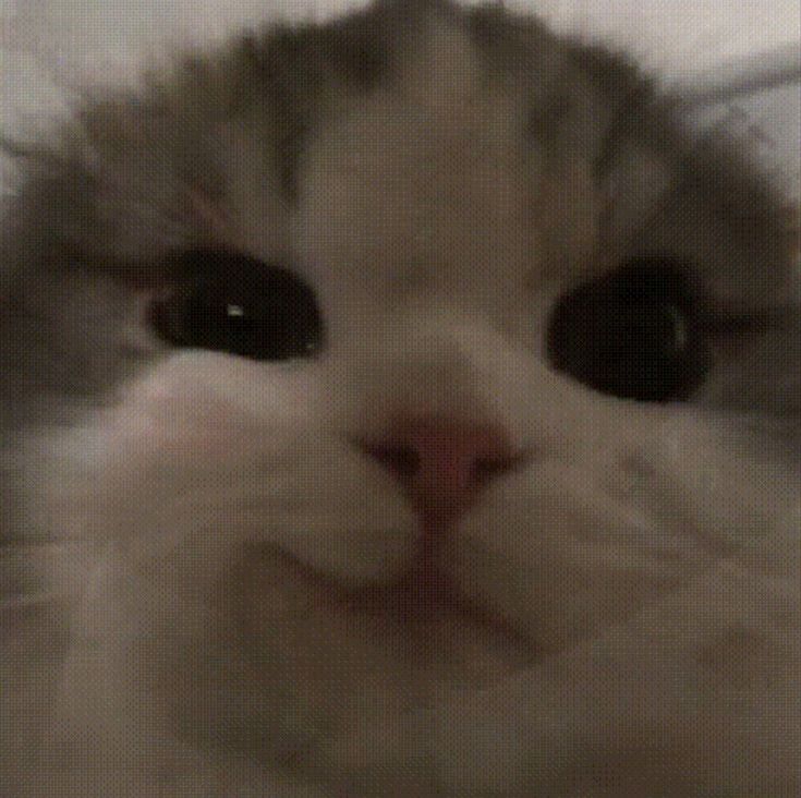 ⭒nadiaⁿ ranwan tweet media