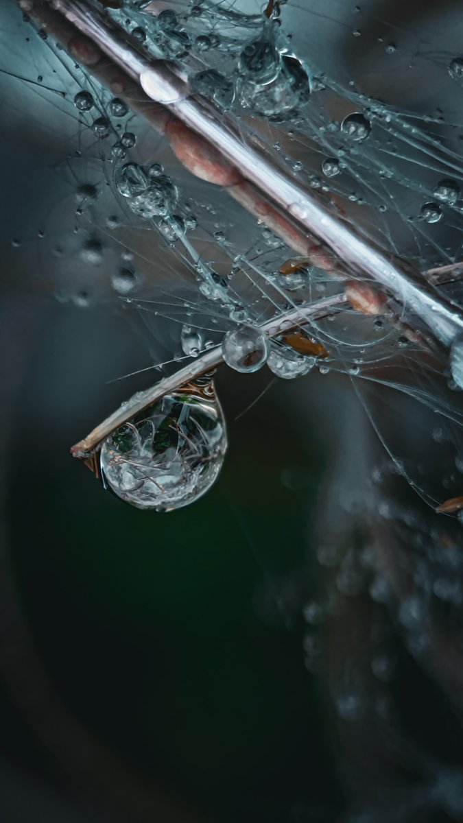 Mood 🖤🖤🖤🖤🖤
#macro #nature #photography