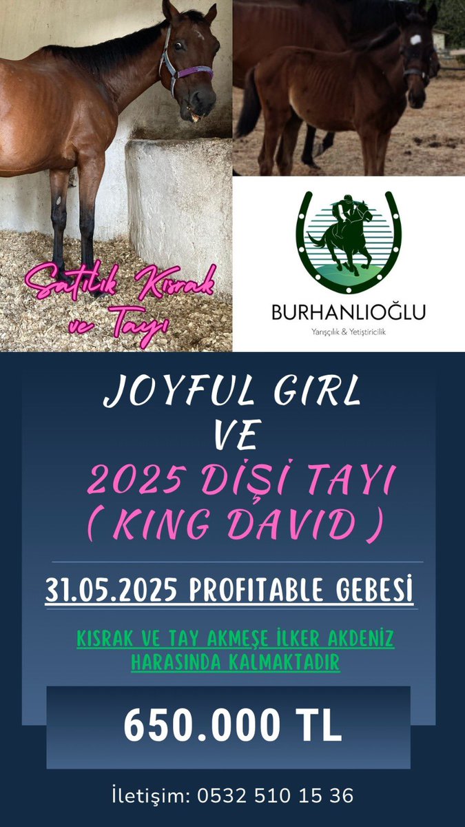 Satılık Kısrak ve Tayı 
⭐️JOYFUL GIRL (PROFITABLE GEBESİ)
⭐️2025 KING DAVID DİŞİ TAYI